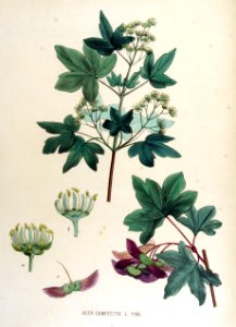 Acer campestre — Flora Batava — Volume v15