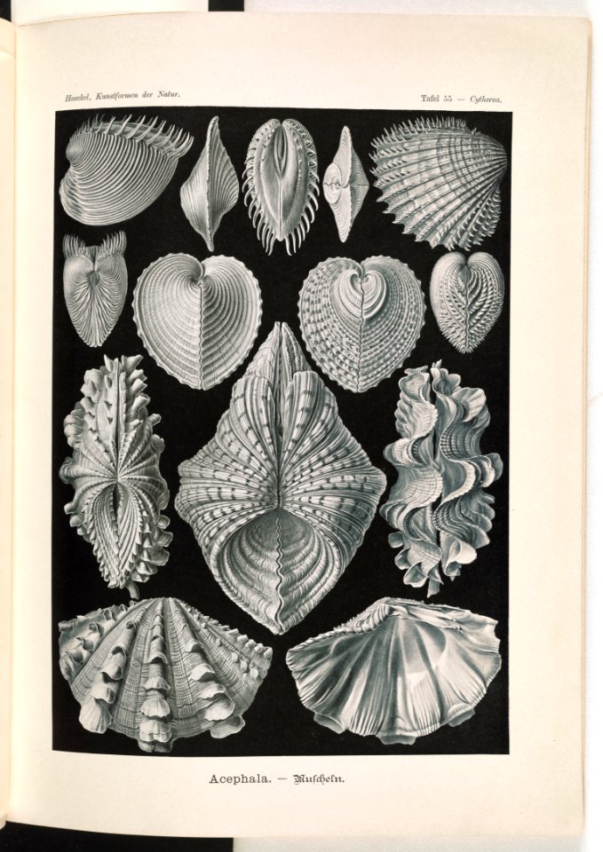 Acephala. - Muscheln LCCN2014645038