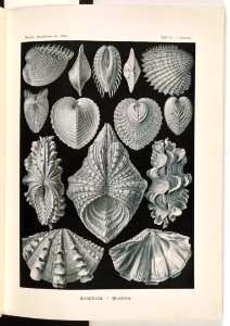 Acephala. - Muscheln LCCN2014645038
