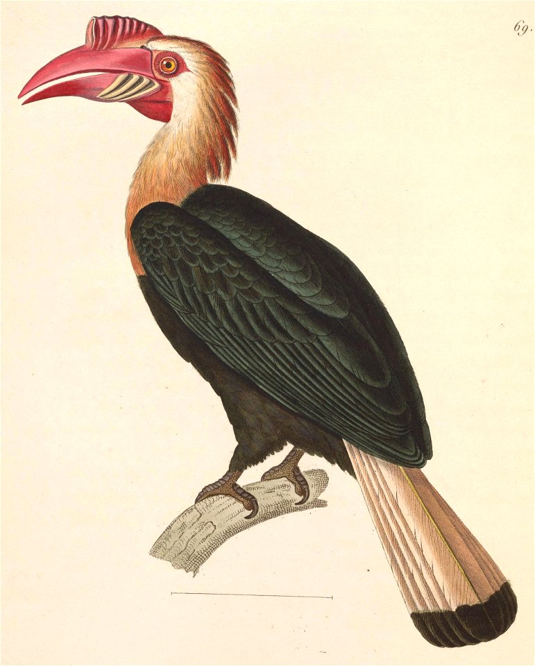 Aceros leucocephalus 1838