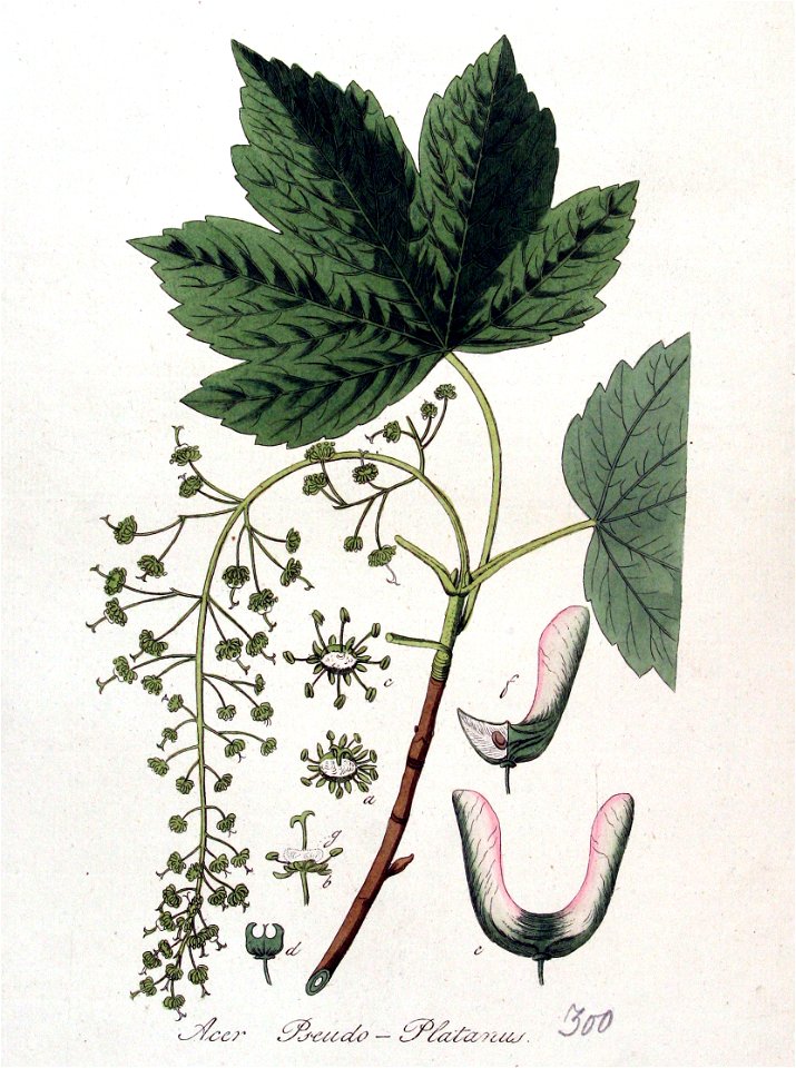 Acer pseudo-platanus — Flora Batava — Volume v4