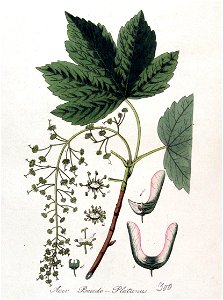 Acer pseudo-platanus — Flora Batava — Volume v4