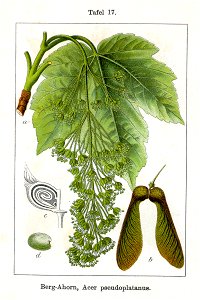 Acer pseudoplatanus Sturm07017