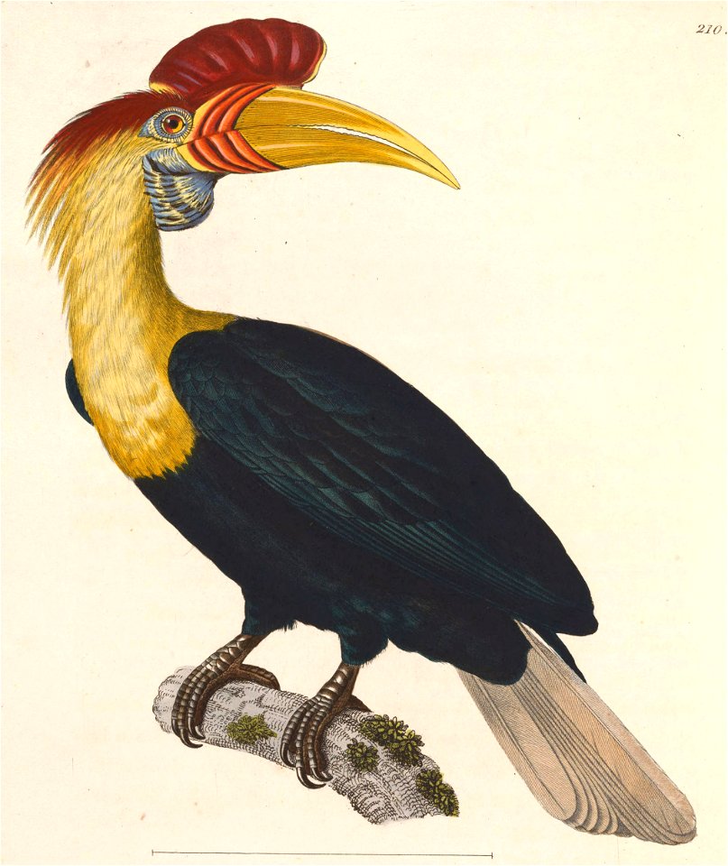 Aceros cassidix 1838
