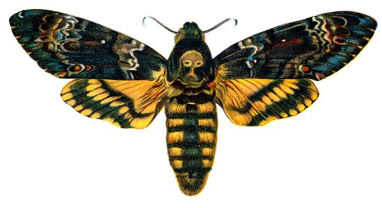 Acherontia atropos Nemos