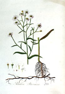 Achillea ptarmica — Flora Batava — Volume v3