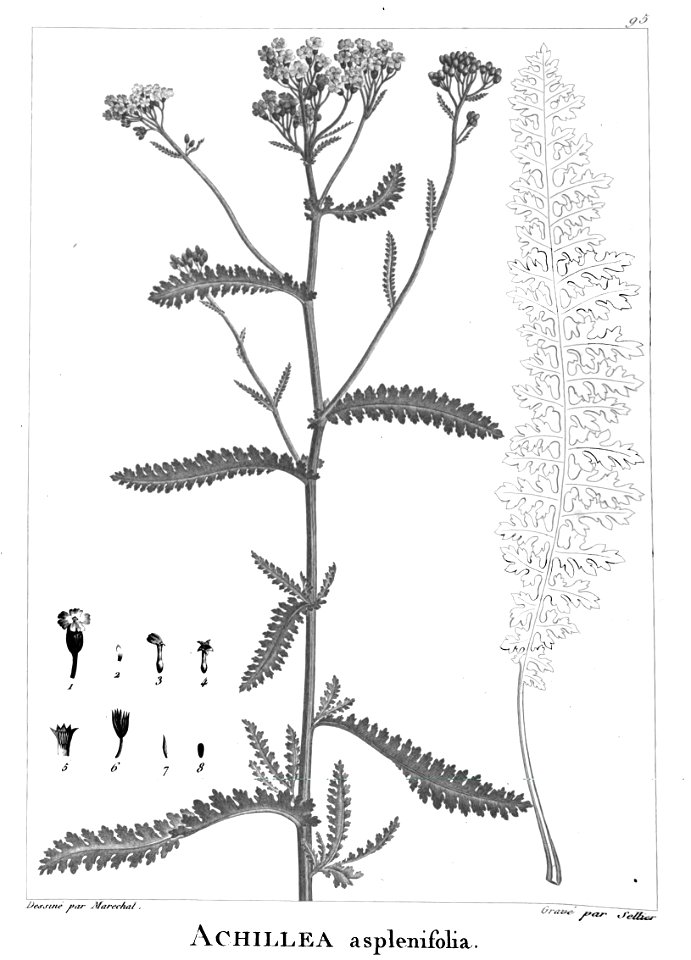 Achillea aspleniifolia. Free illustration for personal and commercial use.