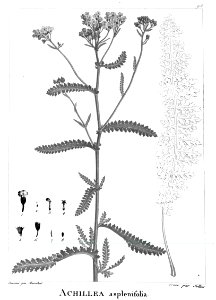 Achillea aspleniifolia