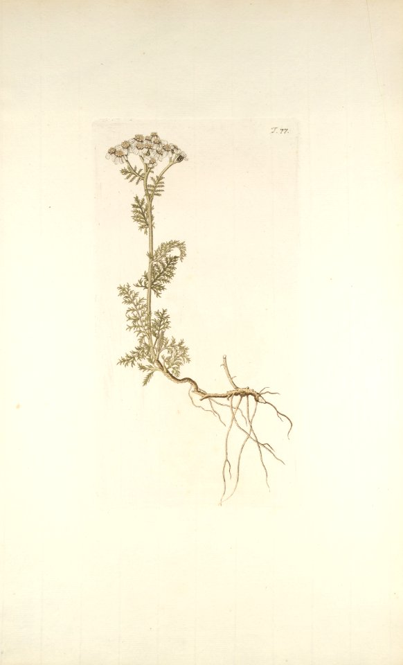 Achillea atrata - 001
