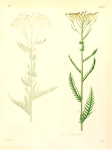 Achillea distans - 001. Free illustration for personal and commercial use.