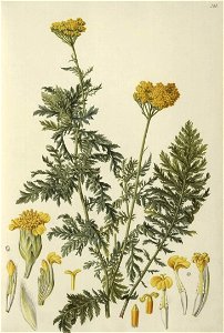 Achillea filipendulina. Free illustration for personal and commercial use.