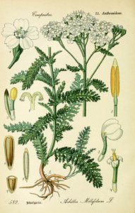 Achillea millefolium001