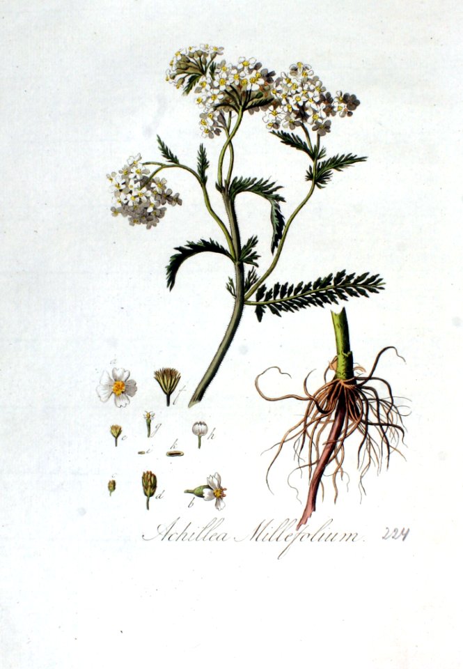 Achillea millefolium — Flora Batava — Volume v3