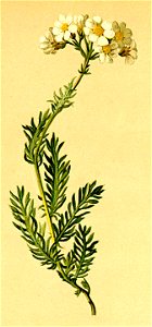 Achillea moschata Atlas Alpenflora