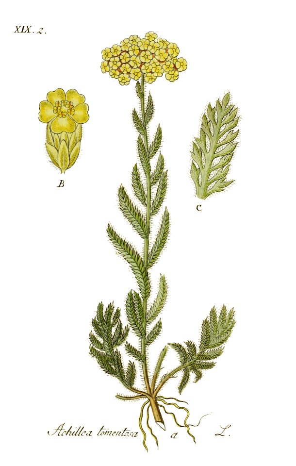 Achillea tomentosa - Deutschlands Flora in Abbildungen nach der natur - vol. 14 t. 62