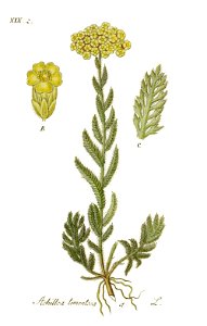 Achillea tomentosa - Deutschlands Flora in Abbildungen nach der natur - vol. 14 t. 62. Free illustration for personal and commercial use.