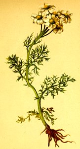 Achillea clusiana Atlas Alpenflora
