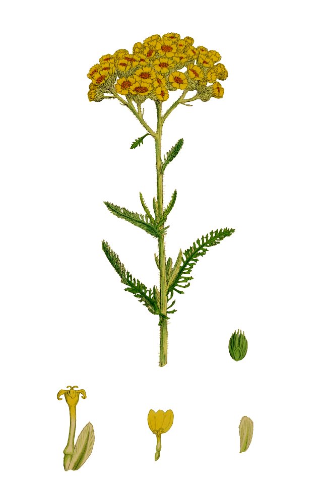 Achillea tomentosa - English botany, or, Coloured figures of British plants - vol. 5 (ed. 3) - t. 726