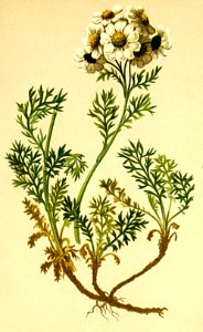 Achillea atrata Atlas Alpenflora