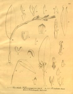 Acianthera hoffmannseggiana (as Pleurothallis hoffmannseggiana)-Pleurothallis tridentata-Acianthera tricarinata (as Pleurothallis acutangula)- Xenia 3-298 (1900)