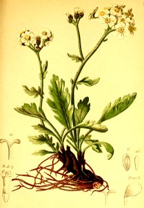 Achillea clavenae Atlas Alpenflora