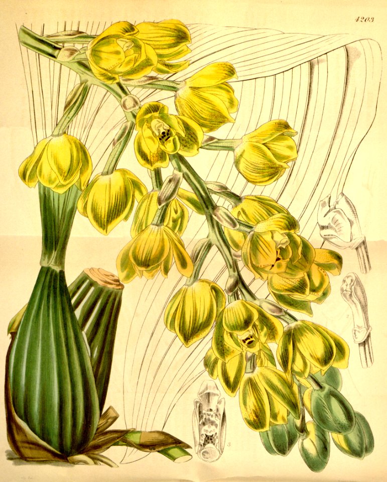 Acineta barkeri (as Peristeria barkeri) - Curtis' 72 (Ser. 3 no. 2) pl. 4203 (1846)