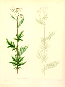 Achillea macrophylla. Free illustration for personal and commercial use.