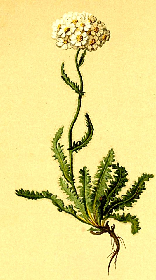 Achillea nana Atlas Alpenflora