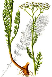 Achillea nobilis Sturm40. Free illustration for personal and commercial use.