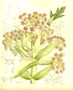 Aciphylla latifolia 137-8407
