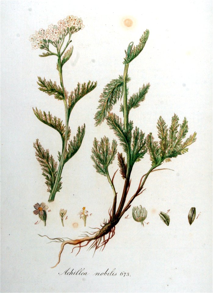 Achillea nobilis — Flora Batava — Volume v9