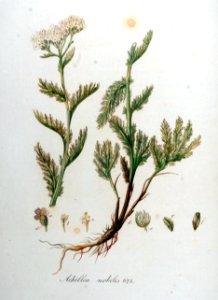 Achillea nobilis — Flora Batava — Volume v9. Free illustration for personal and commercial use.