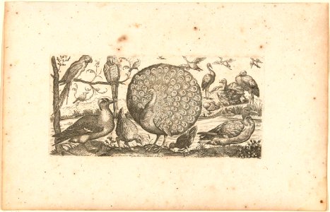Achttien vogels