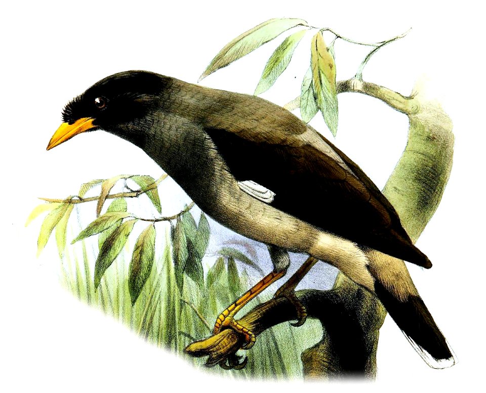 Acridotheres cinereus Smit