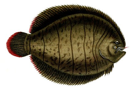 Achirus lineatus Orbigny