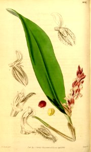 Acianthera pubescens (as Pleurothallis picta) - Curtis' 68 (N.S. 15) pl. 3897 (1842)