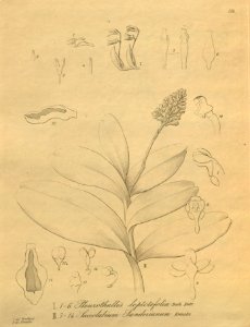 Acianthera leptotifolia (as Pleurothallis leptotifolia) - Robiquetia mooreana (as Saccolabium sanderianum) - Xenia 3 pl 276. Free illustration for personal and commercial use.