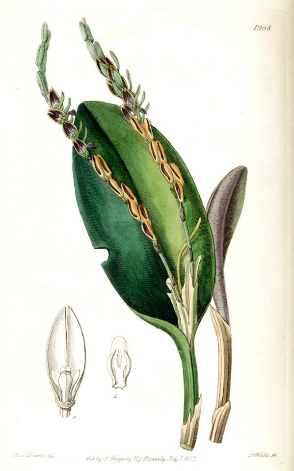 Acianthera saurocephala (as Pleurothallis saurocephala) - Edwards vol 23 pl 1968 (1837)