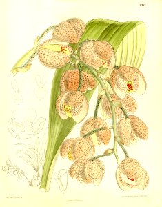 Acineta hrubyana (as Acineta moorei) - Curtis' 137 (Ser. 4 no. 7) pl. 8392 (1911). Free illustration for personal and commercial use.