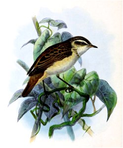 Acrocephalus schoenobaenus 1876