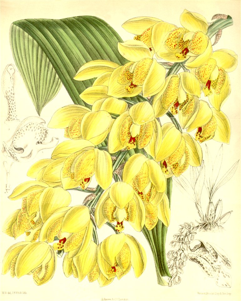 Acineta densa - Curtis' 116 (Ser. 3 no. 46) pl 7143 (1890)