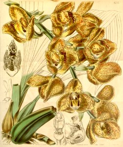 Acineta superba (as Peristeria humboldtii var. fulva) - Curtis' 71 (Ser. 3 no. 1) pl. 4156 (1845)