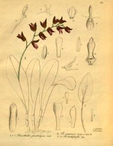 Acianthera glanduligera (as Pleurothallis glanduligera) - Stelis immersa (as Pl. immersa) - Myoxanthus lonchophyllus (as Pl. lonchofila) -Xenia 3-294 (1900). Free illustration for personal and commercial use.