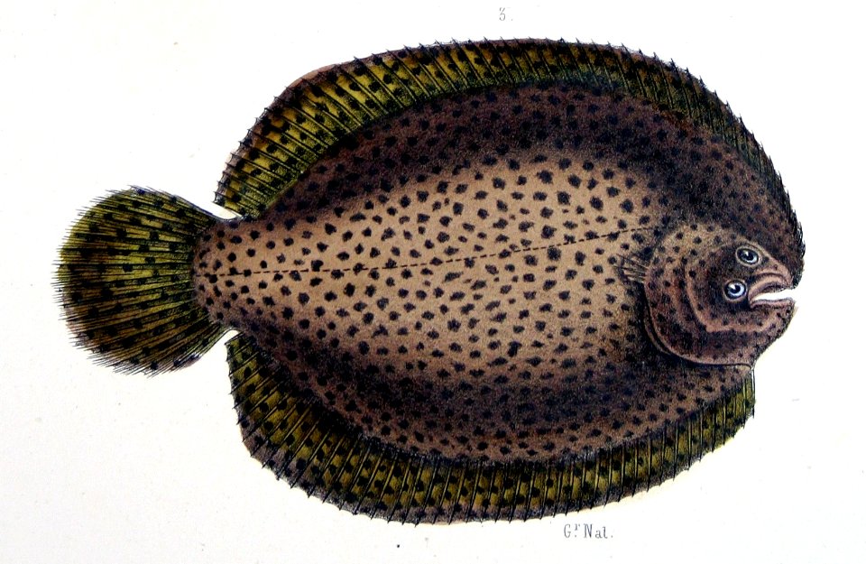 Achirus achirus from F de Castelnau-poissonsPl41