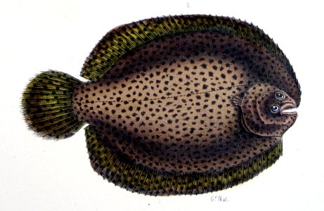 Achirus achirus from F de Castelnau-poissonsPl41