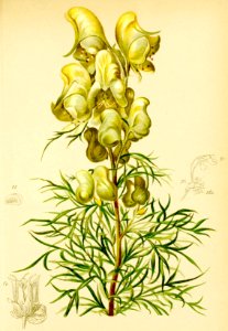 Aconitum anthora Atlas Alpenflora. Free illustration for personal and commercial use.