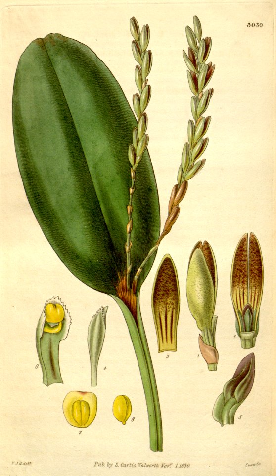 Acianthera saurocephala (as Pleurothallis saurocephalus) - Curtis' 57 (N.S. 4) pl. 3030 (1830)