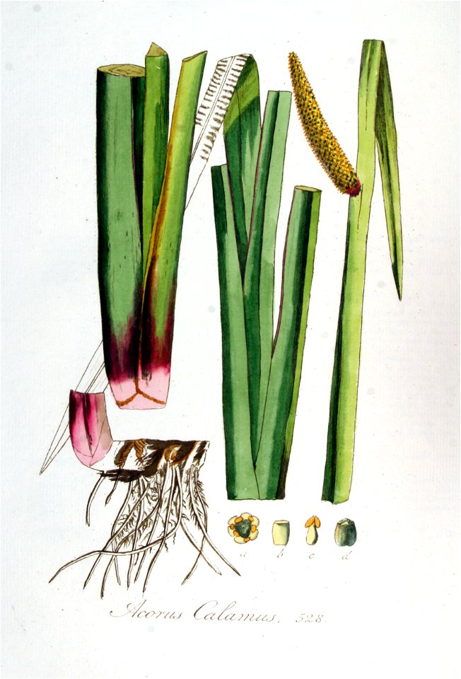 Acorus calamus — Flora Batava — Volume v7