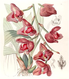 Acineta superba (as Peristeria humboldtii) - Edwards vol 29 (NS 6) pl 18 (1843). Free illustration for personal and commercial use.