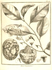 Acioa guianensis Aublet 1775 pl 280